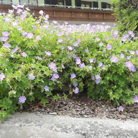 加弗利纳住宿加早餐旅馆 住宿加早餐酒店